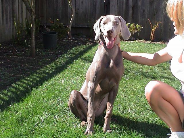 Macy (senior)